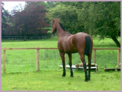 Auchencheyne - Holiday and B & B with your horse, Glencairn Valley, South West Scotland